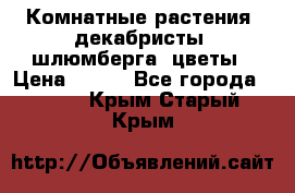 Комнатные растения, декабристы (шлюмберга) цветы › Цена ­ 300 - Все города  »    . Крым,Старый Крым